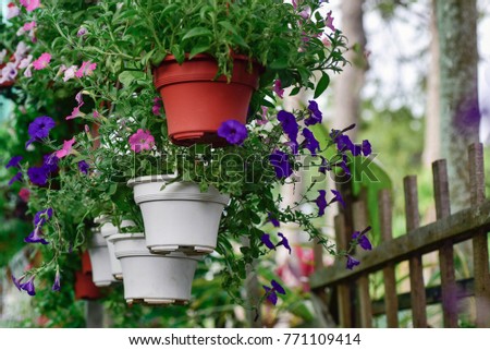 Hanging flower pot plant .located at veranda and home surroundings. shallow dept of field.
