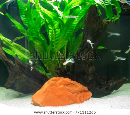 Planted aquarium full of guppy fishes
