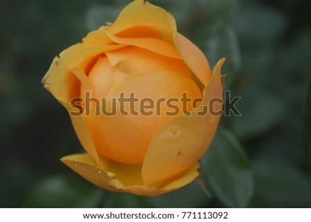 Delicate rose Bud apricot color