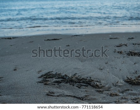 Seaweed lies on the beach in Cape Cod, Massachusetts 