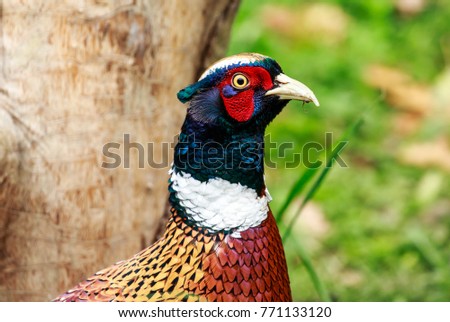 A Ring-necked Pheasant