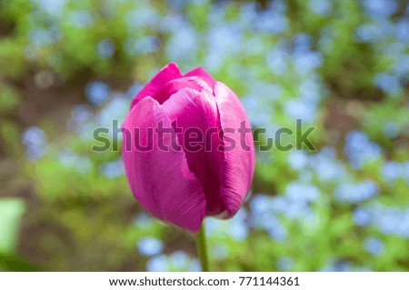 spring blooming tulip