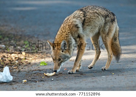 Handsome Urban Coyote - San Francisco Royalty-Free Stock Photo #771152896