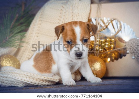 Puppy Jack Russell Terrier sitting next to a Christmas yellow balls on wooden background