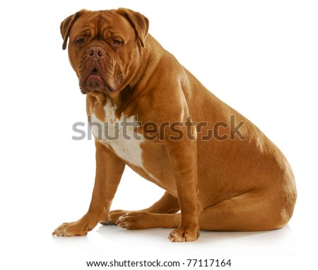 dogue de bordeaux sitting looking at viewer on white background Royalty-Free Stock Photo #77117164