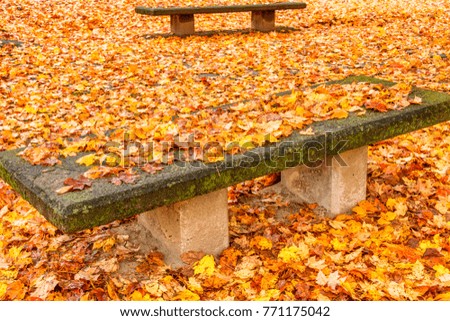 Autumn,yellow,orange, maple leaves on park bench.