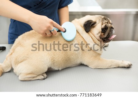 Shot of a cute pug lying on a grooming table at the local vet clinic while professional groomer or vet brushing his fur comping ticks fleas treatment health care animals pets medicine profession  Royalty-Free Stock Photo #771183649