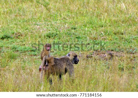 Baby chacma baboon on the back of the mother