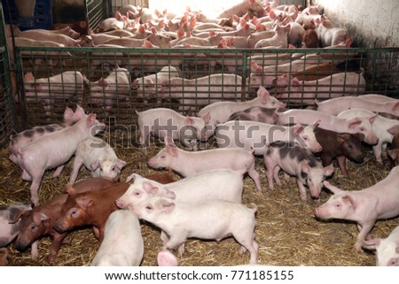 Livestock breeding. Picture from above group of pigs in farm yard
