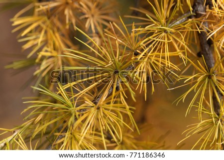 Yellow larch needles (Larix decidua) in the late autumn.