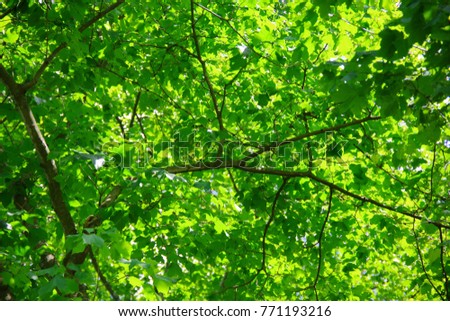 Green leaves and branches in a shade of tree on sunny day