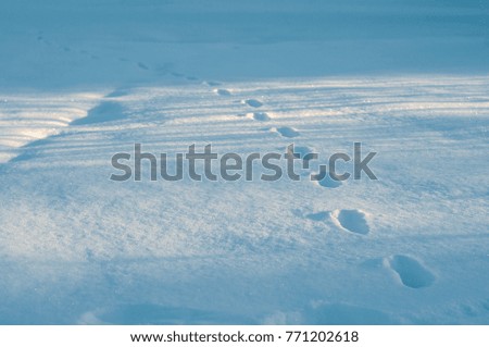 Closeup of footprints in fresh snow in the frosty morning. Animal tracks in the deep snow on the field.