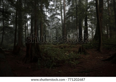 Rain Forest in Vancouver british Columbia Canada