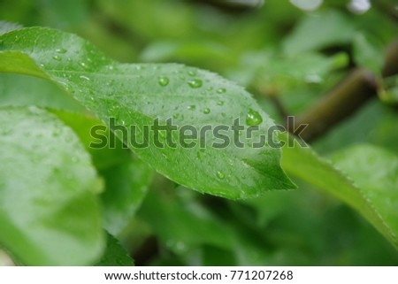 Green leaves with rain drops closeup