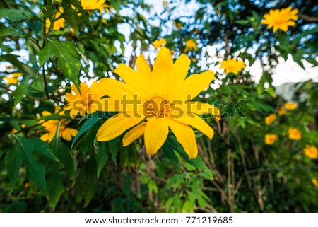 Mexican sunflower in nature, Thailand.