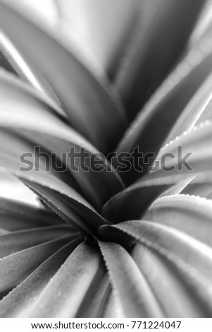 abstract plant bw