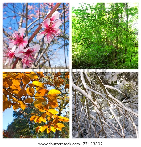 Four seasons. A pictures that shows four different pictures representing the four seasons: Spring, summer, autumn and winter