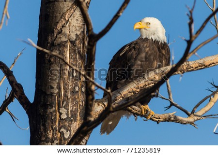Bald Eagle Sitting in a tree in Washoe Valley, Nevada.   Blue Sky Background.