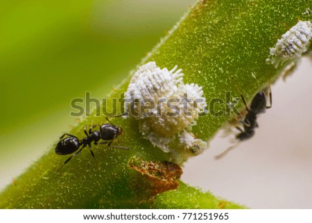 Small aphids on green leaf  macro photography with blurry background