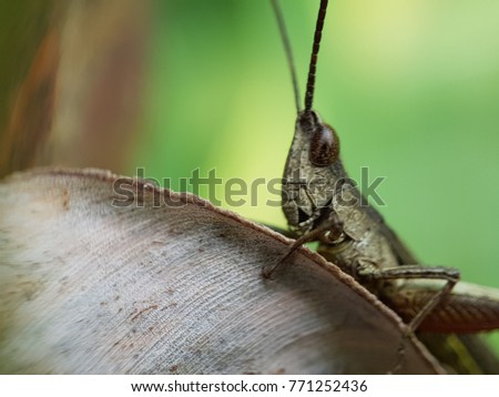 Isolated Insect on Green Nature, Macro Photo