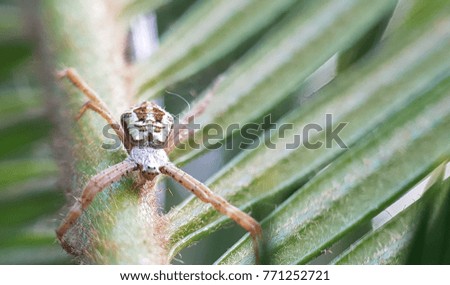 Isolated Insect on Green Nature, Macro Photo
