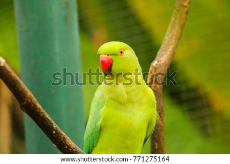 A green parrot with red beak in captivity