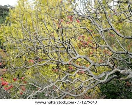 Leafless tree on autumn leaves tree background