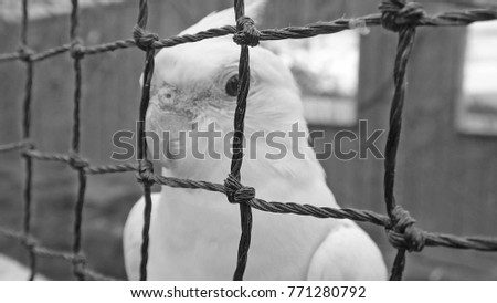 White parrot in a cage,