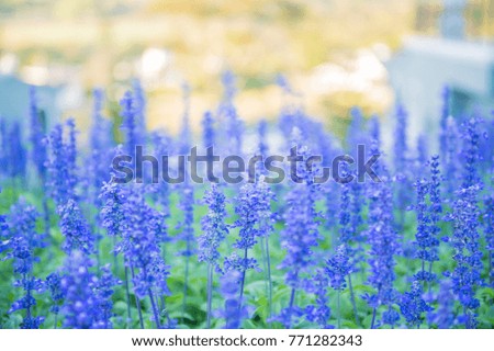 Closeup blue flowers in the garden.