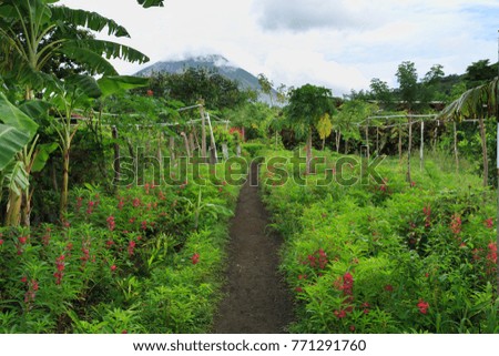 A nature trail with volcano and flowers on Ometepe Island, Nicaragua, Central America.