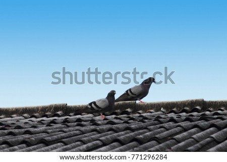 Pigeon or dove on roofs. In picture see gray tile roof and a beautiful background of sky and cloud. Feral pigeon gray and brown mixed together looking at camera was impressed and fresh