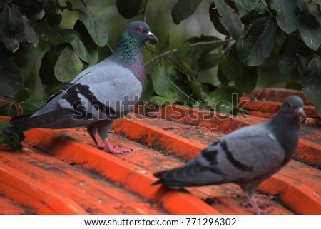 Pigeon or dove on roofs. In picture see gray tile roof and a beautiful background of sky and cloud. Feral pigeon gray and brown mixed together looking at camera was impressed and fresh