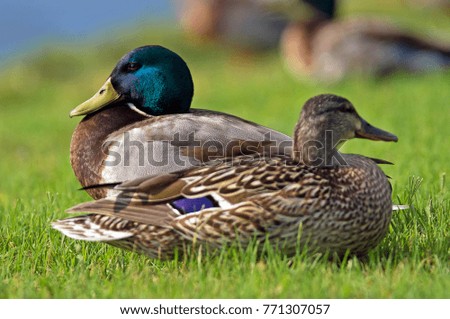 Brown Duck on the ground