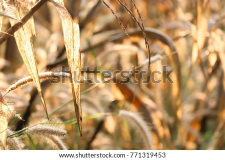 Dried leaves of corn, nature and light in the morning, corn fields after the harvest, farming in drought, hide and seek