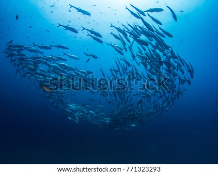 school of fishes with blue water background Royalty-Free Stock Photo #771323293