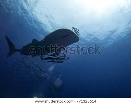whale shark with blue water background