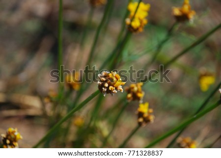 Xyris indica The herb is a small bush. A narrow band of grass. Inflorescence oval or oval Brown or reddish brown Yellow flowers 3 petals petal ends. The leaves will be dried out. Have seeds inside
