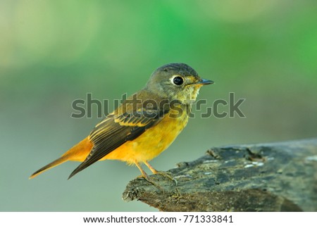 Beautiful bird, male Ferruginous flycatcher, Muscicapa ferruginea, fascinated chubby brown with grey head bird calmly perching on dry wood with green blur background in nature