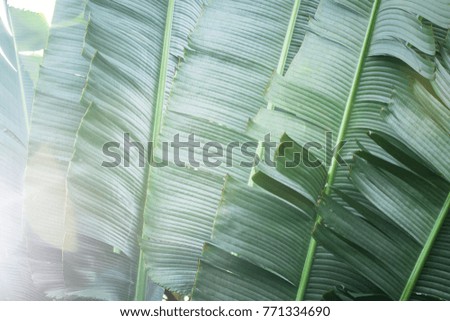Green banana leaves and sunlight