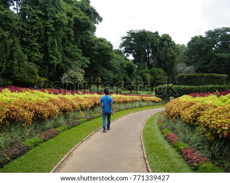 Colorful display of Coleus in a curved flower border in Botanical Garden of Peradeniya, Kandy Sri Lanka