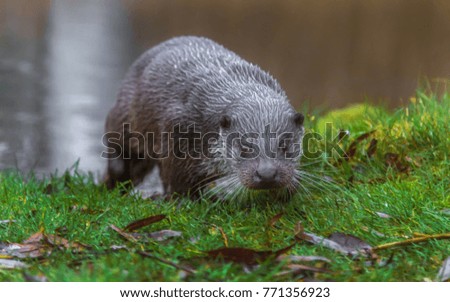 European Fish Otter