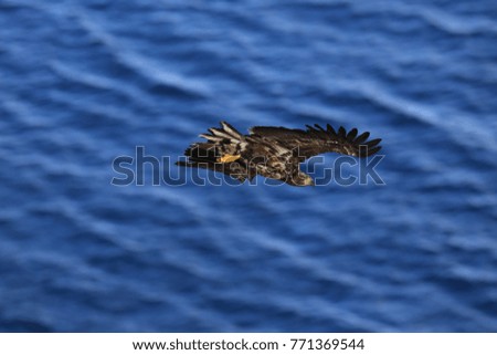 White-tailed sea Eagle (Haliaeetus albicilla) Norway
