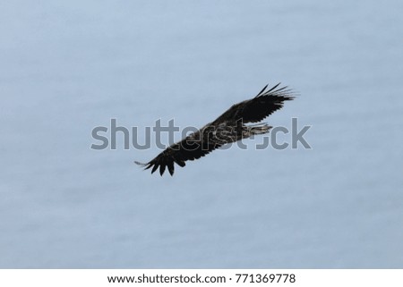 White-tailed sea Eagle (Haliaeetus albicilla) Norway
