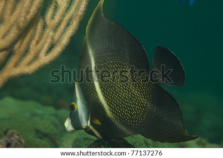 Juvenile  French Angelfish, picture taken in south easat Florida.