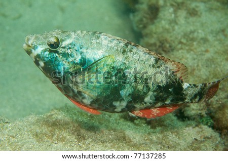 Redband Parrotfish, picture taken in south east Florida.