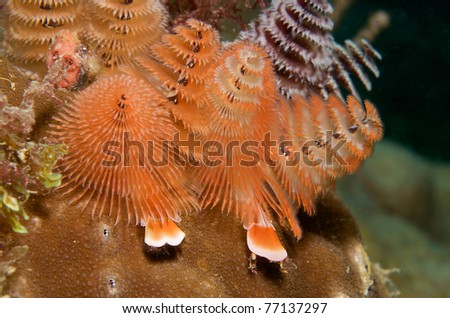 Christmas Tree Worm, picture taken in south east Florida.