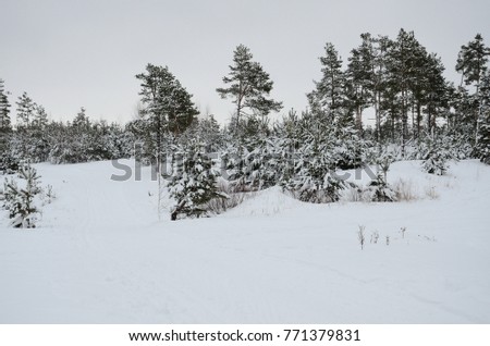 Snow-covered firs and pines in the winter forest