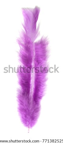 colorful bird feather on white background