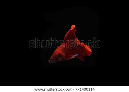 Thai betta fish in the black background.They are beautiful fighters.
