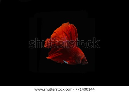 Thai betta fish in the black background.They are beautiful fighters.